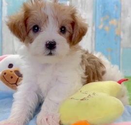 Yorkie Doodle Puppies For Sale - Puppy Love PR