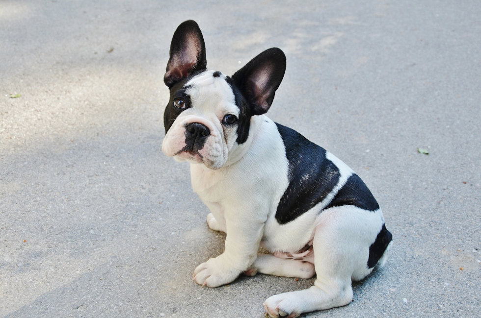 Cute French Bulldog Pup