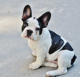 Frenchie Puppies For Sale - Puppy Love PR