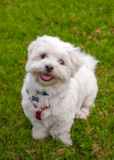 Maltese Being Cute Maltese Being Cute