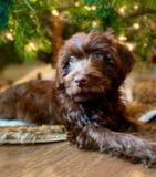 Mini Labradoodle Being Cute Mini Labradoodle Being Cute