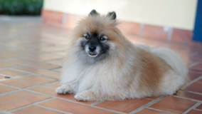 Pomeranian Being Cute