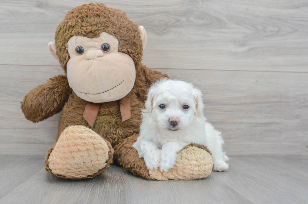 6 week old Bichon Frise Puppy For Sale - Puppy Love PR