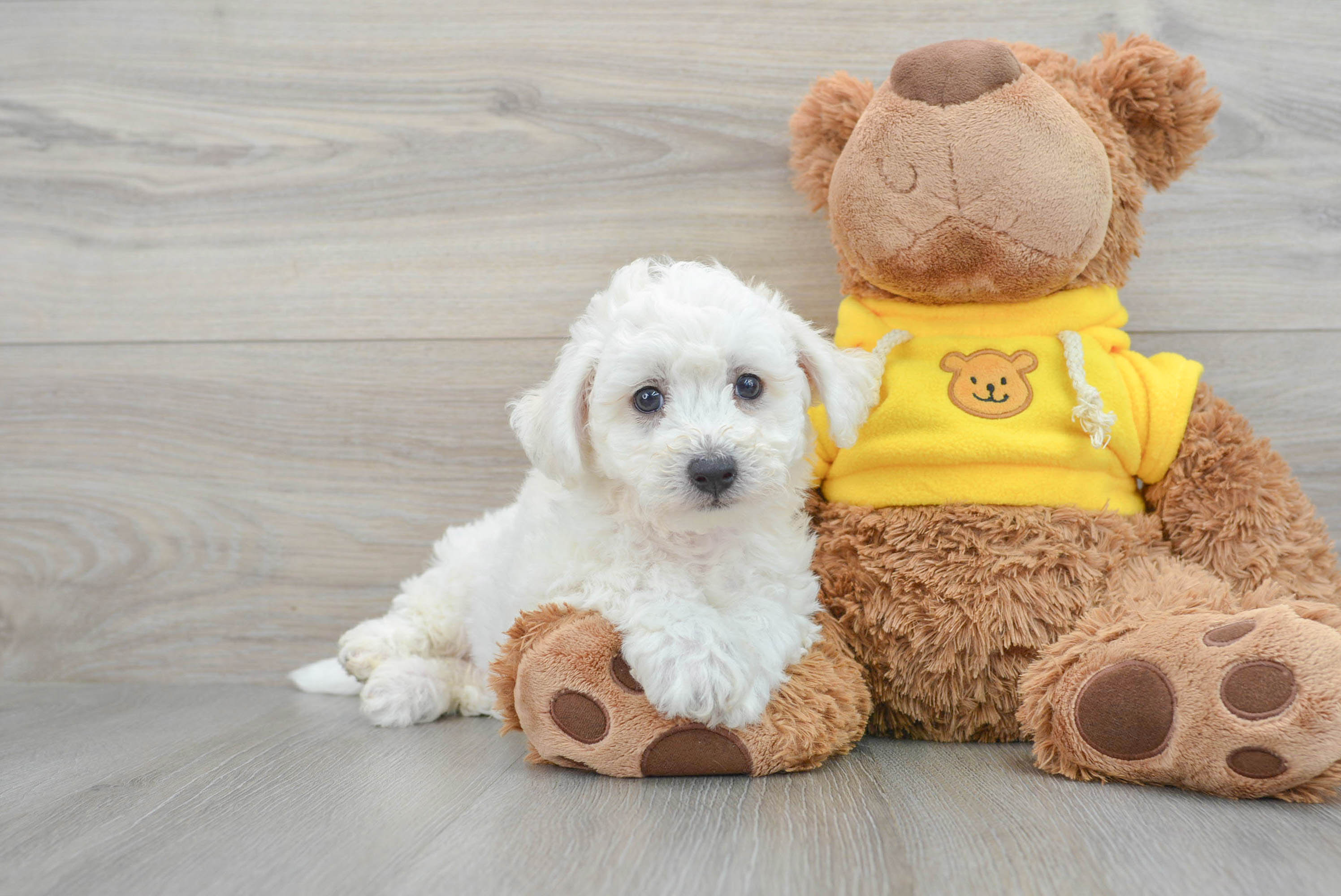 Bichon Frise Puppy for Adoption