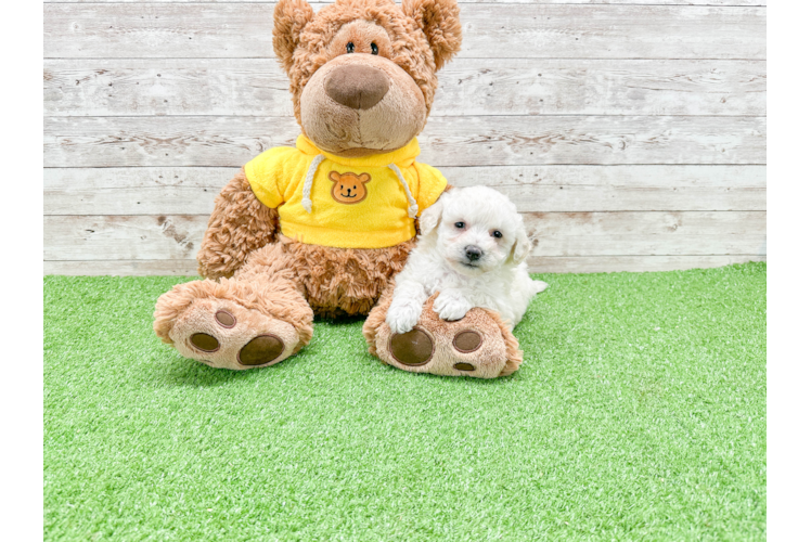 Bichon Frise Puppy for Adoption