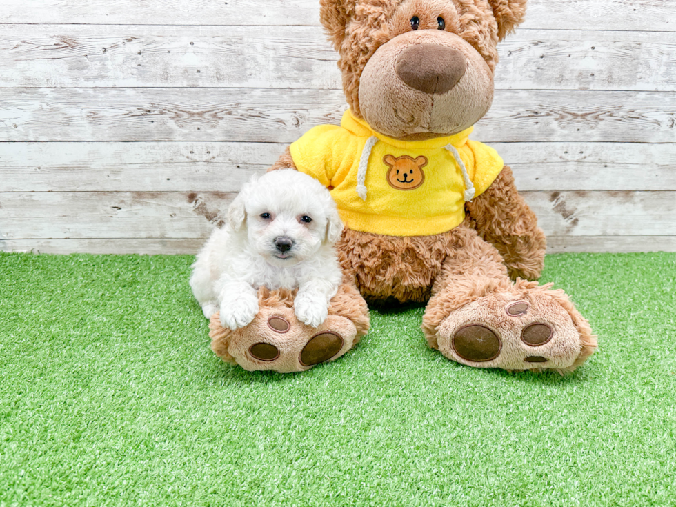 Friendly Bichon Frise Baby