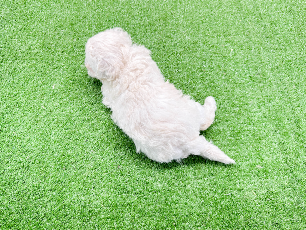 Best Bichon Frise Baby