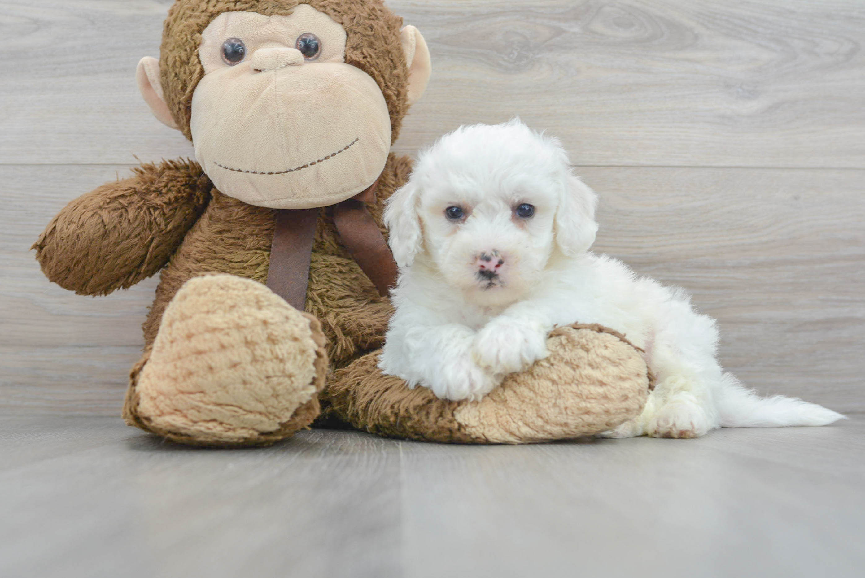 Akc Registered Bichon Frise Purebred Pup