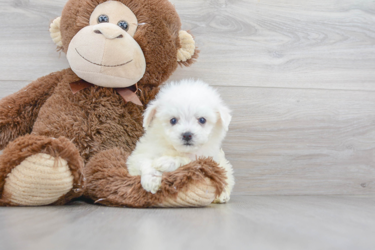 Meet Champ - our Bichon Frise Puppy Photo 1/3 - Puppy Love PR Best Bichon Frise Baby