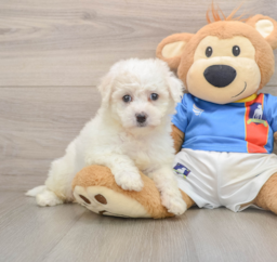 5 week old Bichon Frise Puppy For Sale - Puppy Love PR