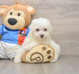 5 week old Bichon Frise Puppy For Sale - Puppy Love PR