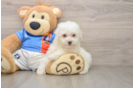 Funny Bichon Frise Purebred Pup