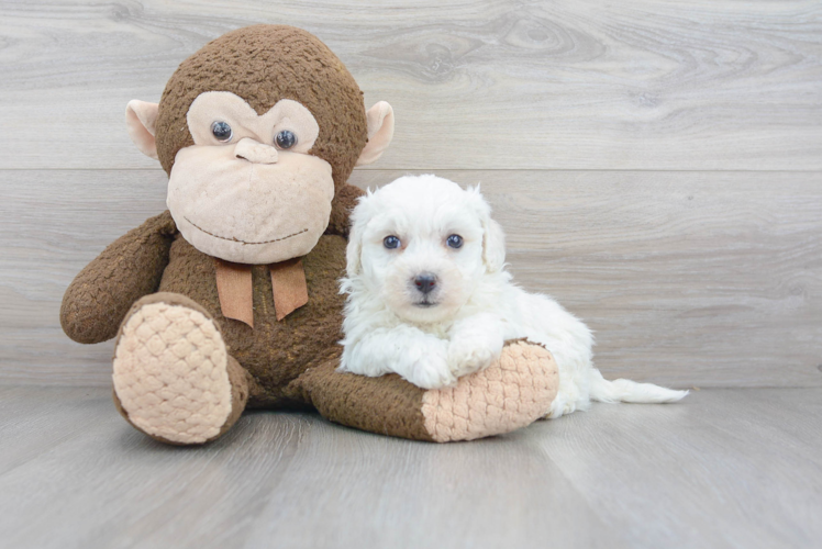 Bichon Frise Pup Being Cute