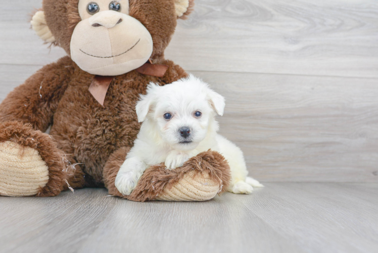 Meet Columbus - our Bichon Frise Puppy Photo 1/3 - Puppy Love PR Cute Bichon Frise Baby