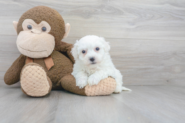 Meet Corbin - our Bichon Frise Puppy Photo 1/3 - Puppy Love PR Best Bichon Frise Baby