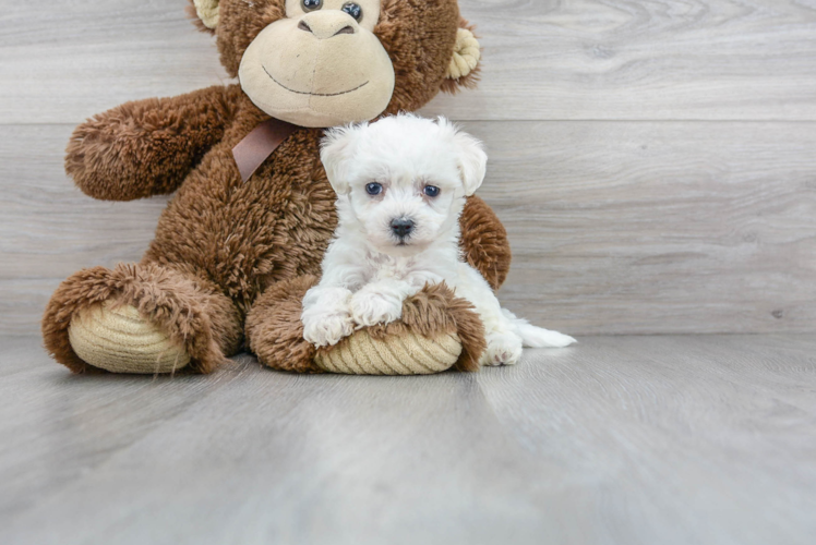 Cute Bichon Frise Baby