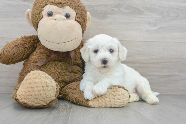 Meet Corbin - our Bichon Frise Puppy Photo 1/3 - Puppy Love PR Friendly Bichon Frise Baby