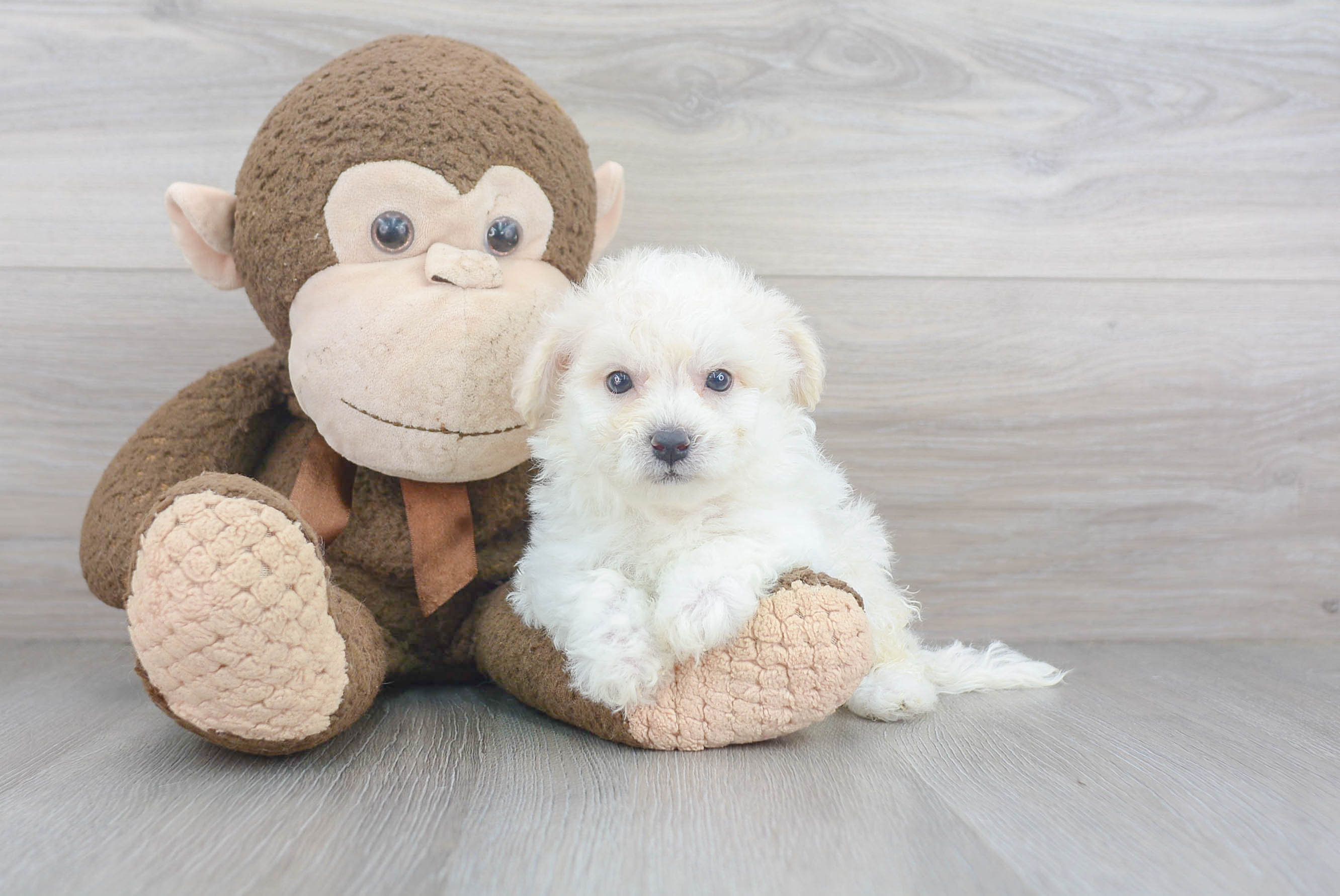Best Bichon Frise Baby