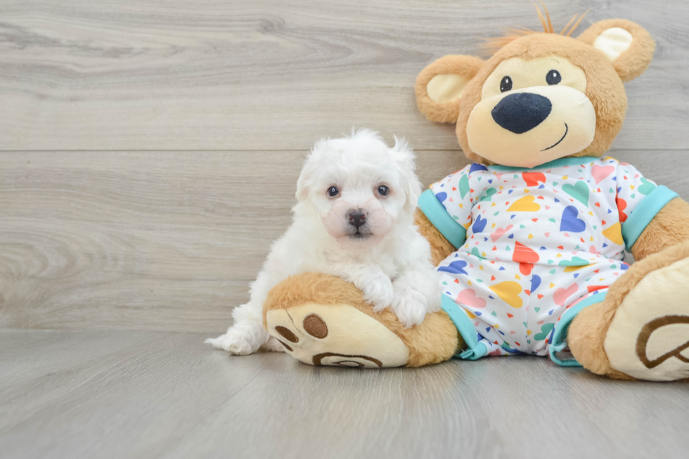 Bichon Frise Pup Being Cute