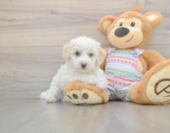 5 week old Bichon Frise Puppy For Sale - Puppy Love PR