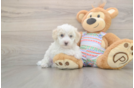 Bichon Frise Puppy for Adoption