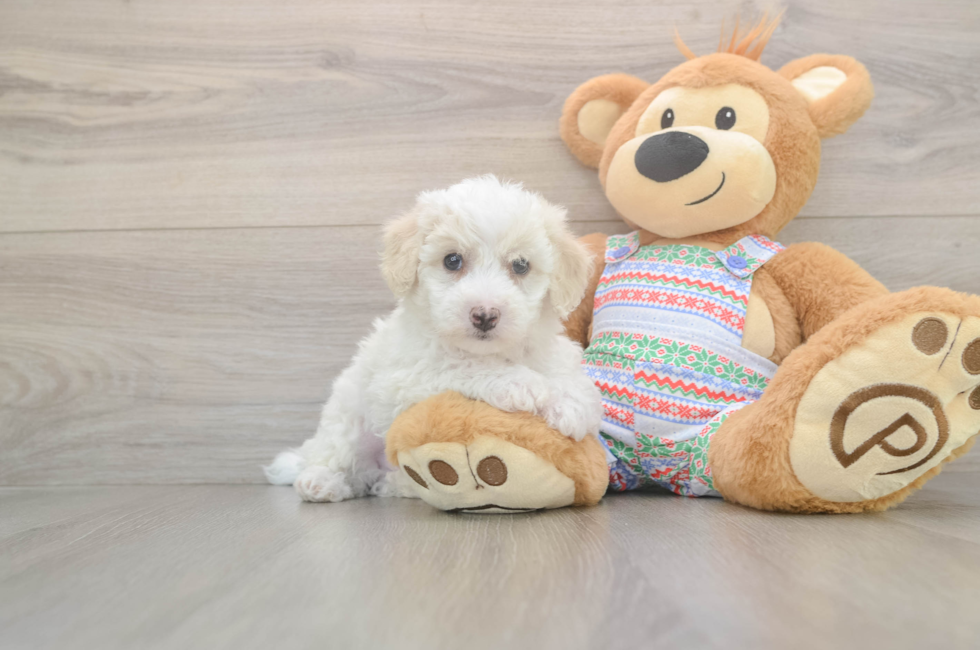 5 week old Bichon Frise Puppy For Sale - Puppy Love PR