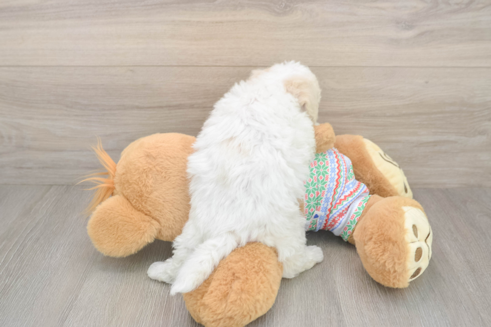 Best Bichon Frise Baby