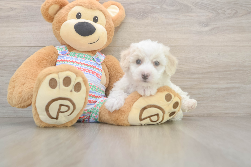 Cute Bichon À Poil Frisé Purebred Puppy