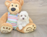 5 week old Bichon Frise Puppy For Sale - Puppy Love PR