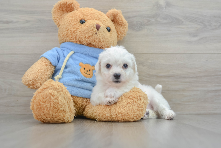 Meet Lenovo - our Bichon Frise Puppy Photo 1/3 - Puppy Love PR Funny Bichon Frise Baby
