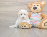 5 week old Bichon Frise Puppy For Sale - Puppy Love PR