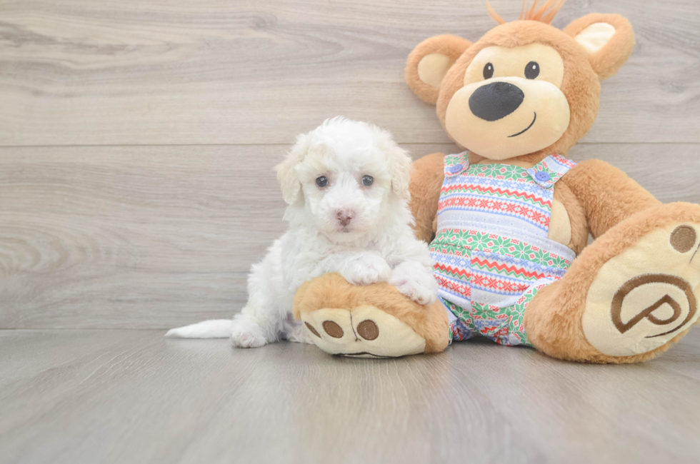 5 week old Bichon Frise Puppy For Sale - Puppy Love PR