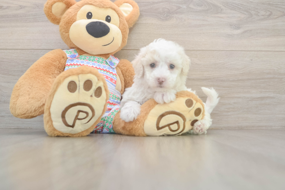Little Bichon Frise Purebred Pup