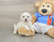 5 week old Bichon Frise Puppy For Sale - Puppy Love PR