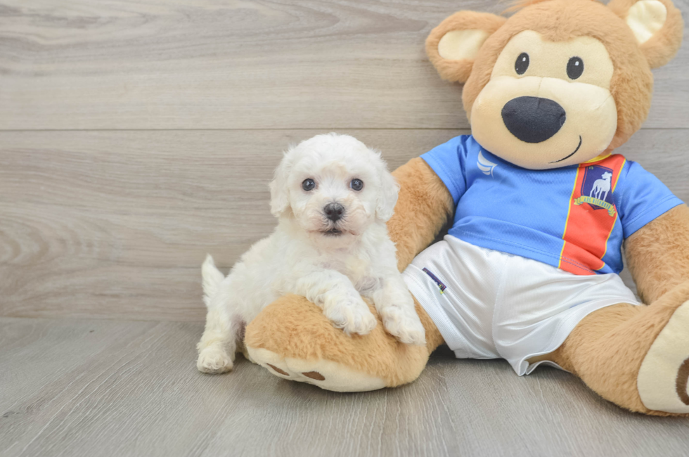 6 week old Bichon Frise Puppy For Sale - Puppy Love PR