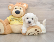 5 week old Bichon Frise Puppy For Sale - Puppy Love PR