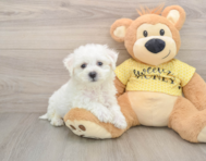 6 week old Bichon Frise Puppy For Sale - Puppy Love PR