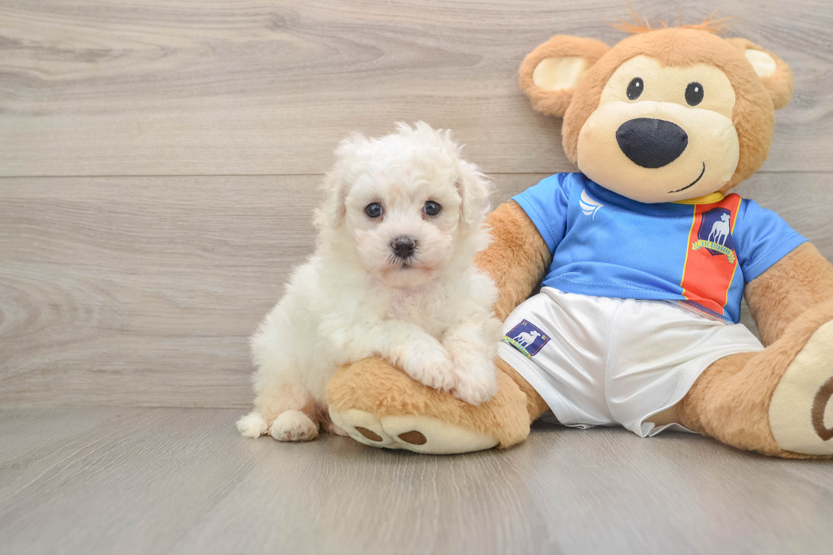 Bichon Frise Puppy for Adoption
