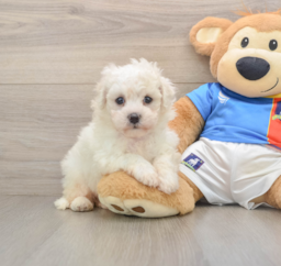 5 week old Bichon Frise Puppy For Sale - Puppy Love PR