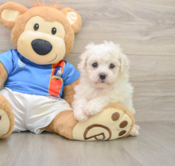 5 week old Bichon Frise Puppy For Sale - Puppy Love PR