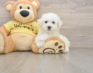 6 week old Bichon Frise Puppy For Sale - Puppy Love PR