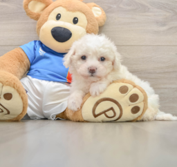 5 week old Bichon Frise Puppy For Sale - Puppy Love PR