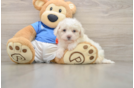 Bichon Frise Puppy for Adoption