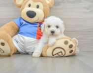 5 week old Bichon Frise Puppy For Sale - Puppy Love PR
