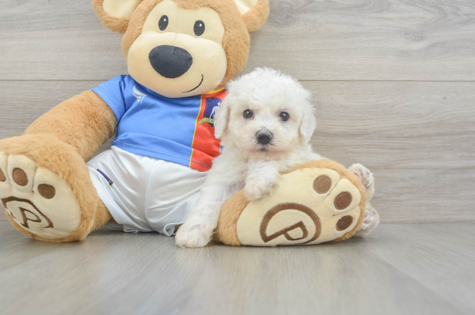 6 week old Bichon Frise Puppy For Sale - Puppy Love PR