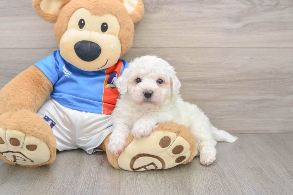 Bichon Frise Puppy for Adoption