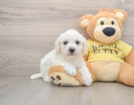 5 week old Bichon Frise Puppy For Sale - Puppy Love PR