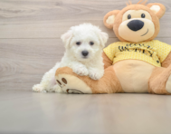 6 week old Bichon Frise Puppy For Sale - Puppy Love PR