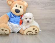 5 week old Bichon Frise Puppy For Sale - Puppy Love PR