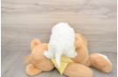 Funny Bichon Frise Baby